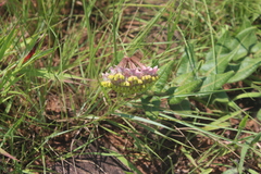 Asclepias albens
