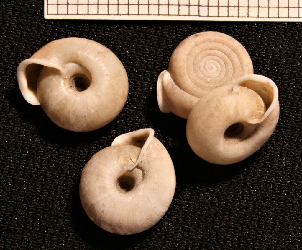 Helicodontinae