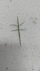 Bacillidae