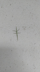 Bacillidae