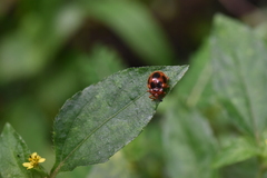 Stenotarsus pardalis