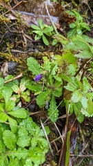 Mazus fauriei