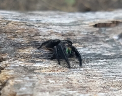 Phidippus audax
