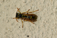Polistes nimpha