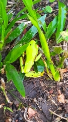 Agalychnis taylori