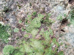 Phyllopsora parvifolia