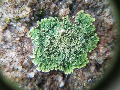 Phyllopsora parvifolia