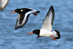 Haematopus ostralegus
