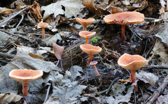 Lactarius neotabidus