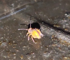 Dicyrtomidae