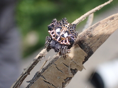 Thelacantha