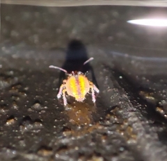 Dicyrtomidae