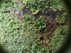 Phyllopsora parvifolia