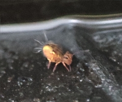 Dicyrtomidae