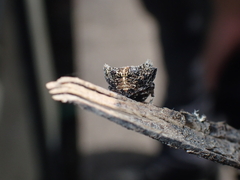 Thelacantha