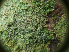 Phyllopsora parvifolia