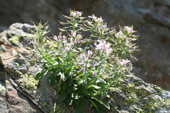 Noccaea corymbosa