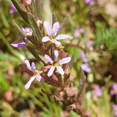Lythrum
