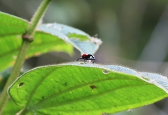 Trachelophorus giraffa