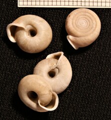 Helicodonta angigyra