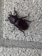 Lucanus capreolus