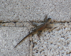 Sceloporus minor