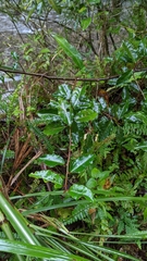 Elaeagnus thunbergii