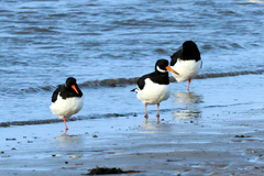 Haematopus ostralegus