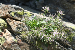 Noccaea corymbosa