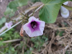 Bombus