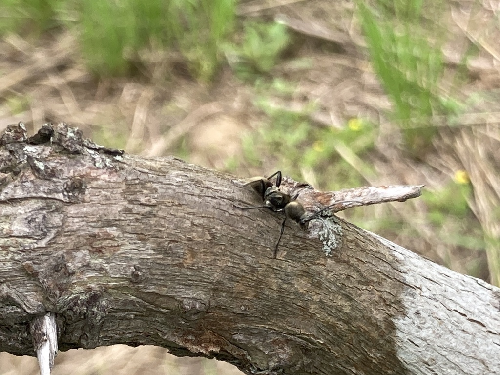 Hirticlytus