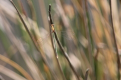 Lestes plagiatus