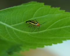 Poecilocapsus lineatus