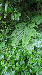 Pteris wallichiana