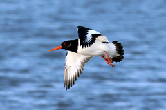 Haematopus ostralegus