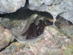 Selenocosmiinae