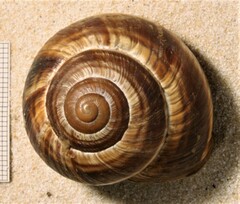 Helix lucorum
