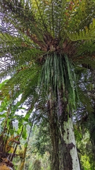 Haplopteris elongata