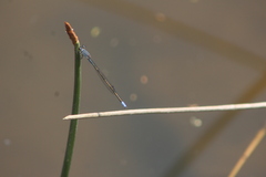 Pseudagrion salisburyense