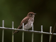 Muscicapa griseisticta