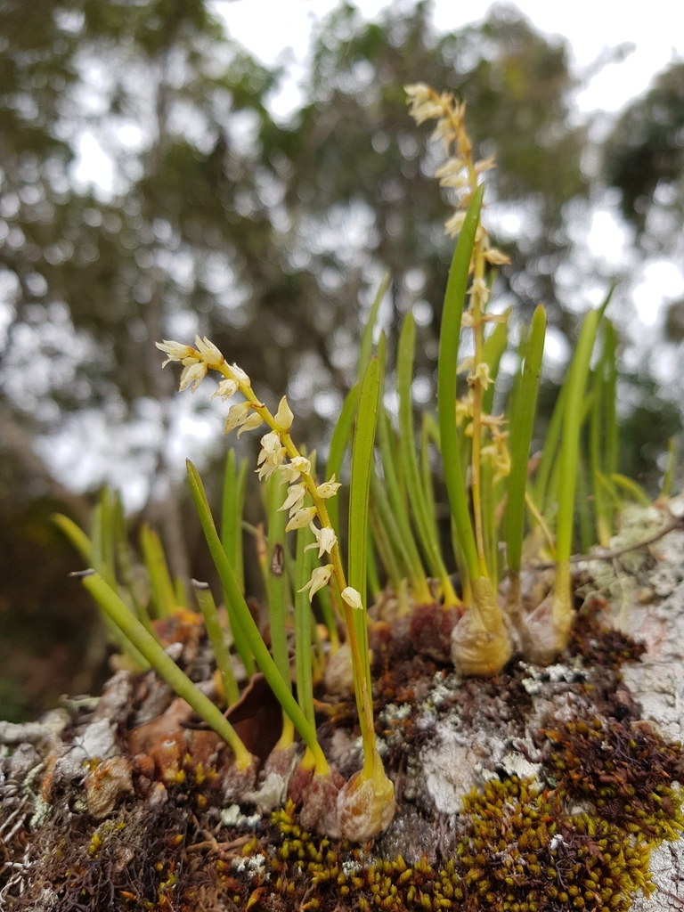 Bulbophyllum
