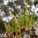 Bulbophyllum - Photo (c) feno, algunos derechos reservados (CC BY-NC)
