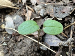 Veronica hederifolia