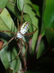 Argiope catenulata