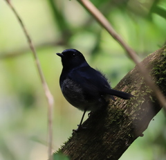 Copsychus albospecularis