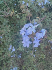 Plumbago auriculata