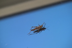 Schistocerca serialis cubense