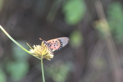 Acraea neobule