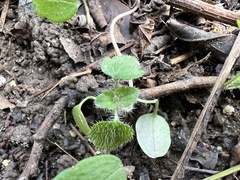 Veronica hederifolia
