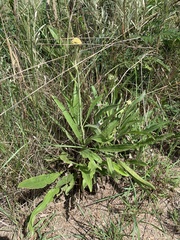 Helichrysum nudifolium